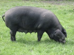 Large Black Pig Breed